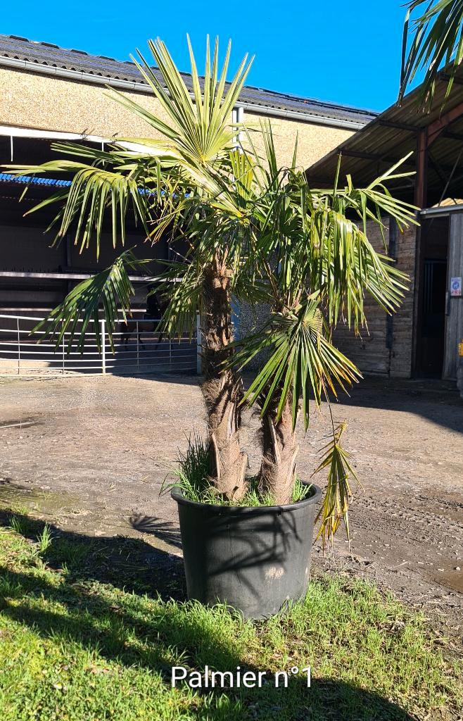 Palmiers résistants jusqu'à -18, Jardin & Terrasse, Plantes | Arbres, Palmier, En pot, Enlèvement