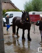 Irish Cob paarden (goede afstamming), Dieren en Toebehoren, Meerdere dieren, Niet van toepassing, Minder dan 160 cm