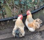 Les chats Cochin cherchent un nouveau foyer, Animaux & Accessoires, Mâle, Poule ou poulet