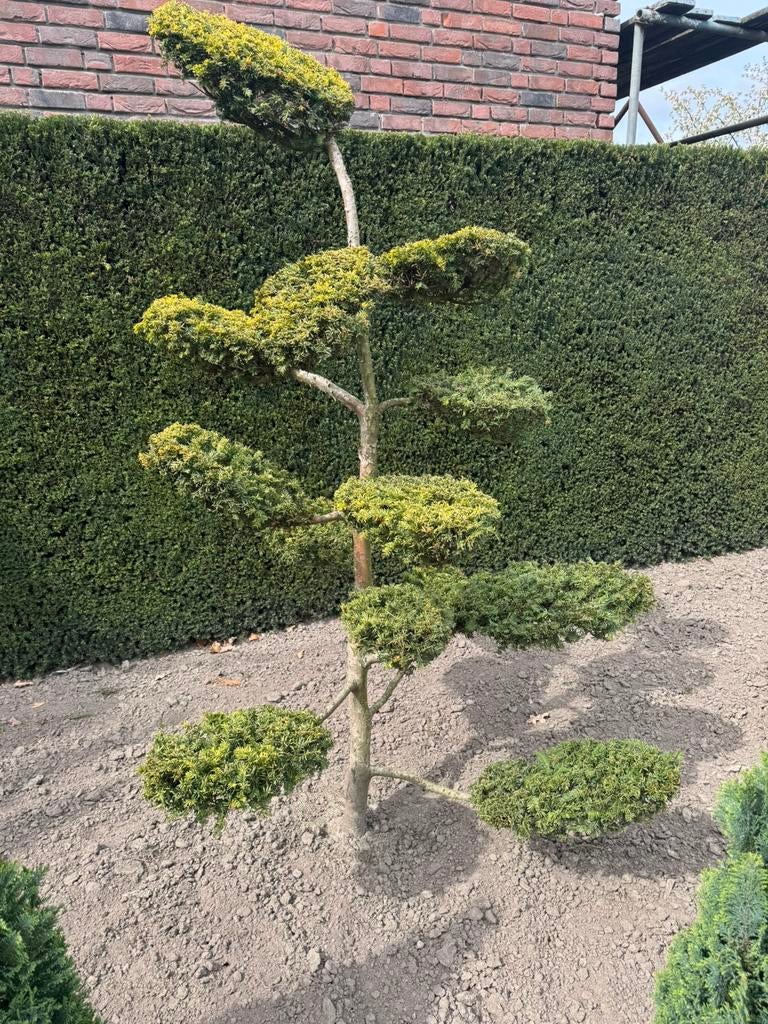 Te koop zeer mooie taxus baccata summergold bonsai, Ophalen, Halfschaduw, Overige soorten, 100 tot 250 cm