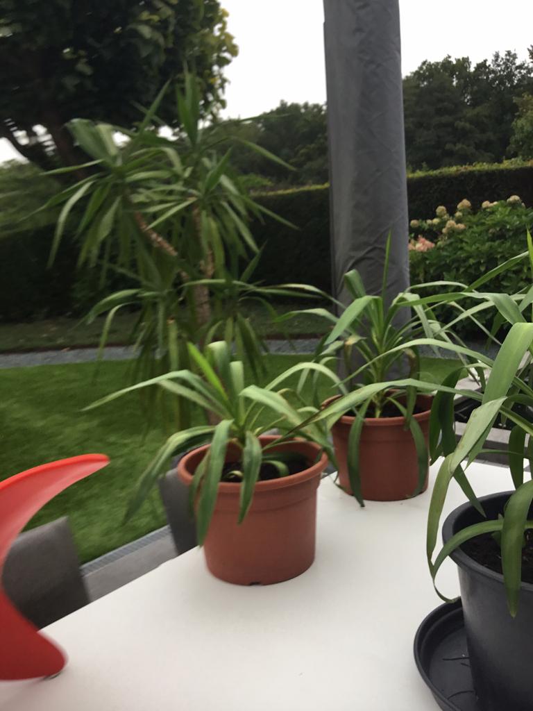 Yuccas, Ophalen, Wortelstok