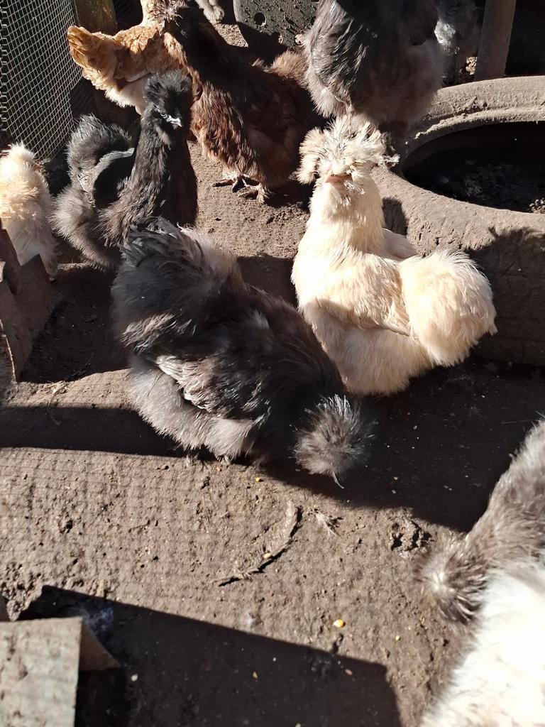 Broedeieren usa zijdehoen, Dieren en Toebehoren