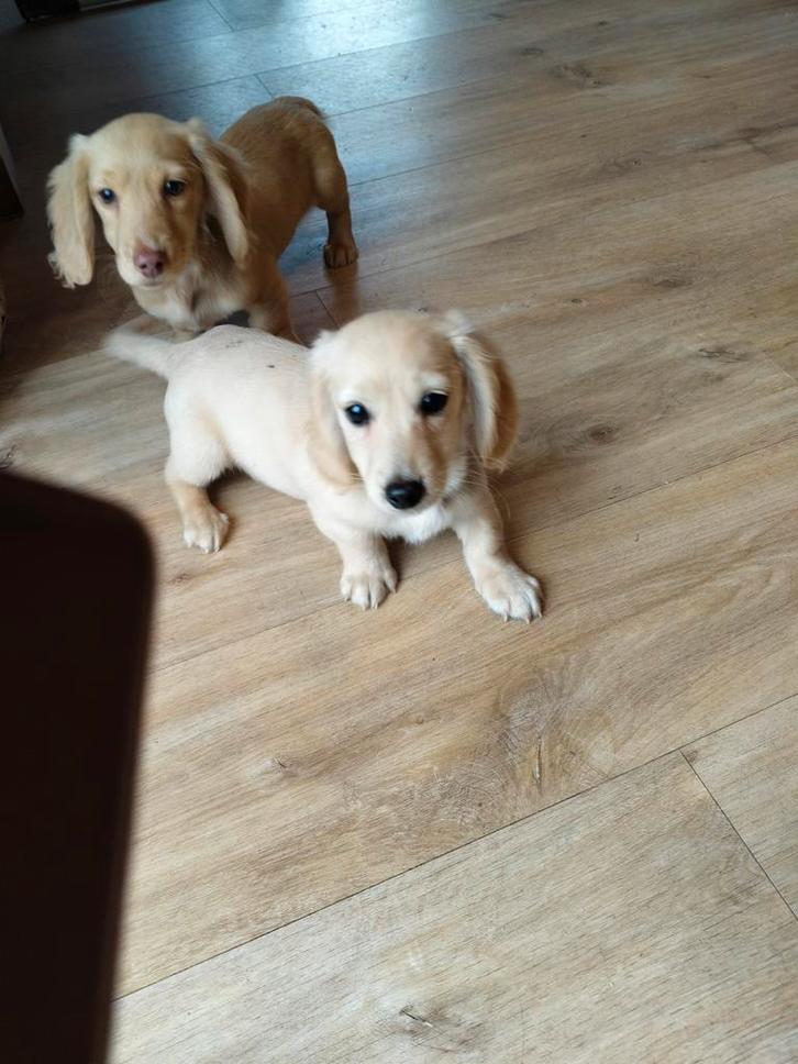 Beaux chiots teckel à poil long, Animaux & Accessoires, Chiens | Teckels & Bassets, Plusieurs animaux, Poils longs, Nain, Éleveur | Professionnel