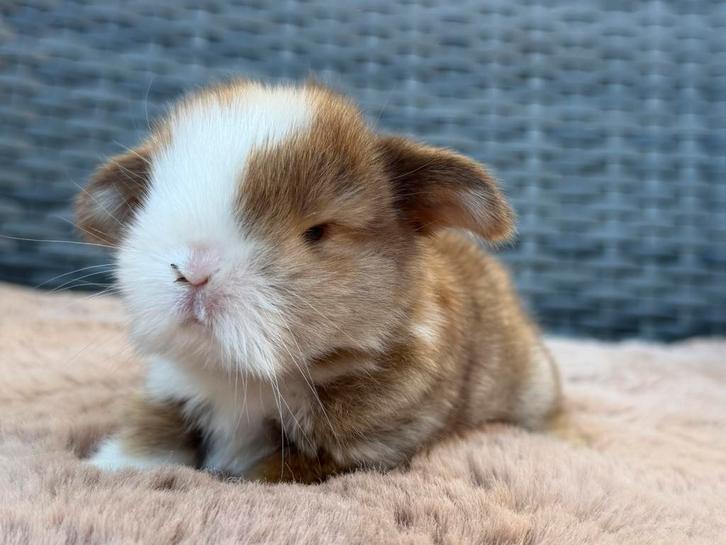 Jonge Minilop hangoordwerg konijntjes, heel lief, knap & tam, Dieren en Toebehoren, Konijnen, Dwerg, Mannelijk, 0 tot 2 jaar, Hangoor