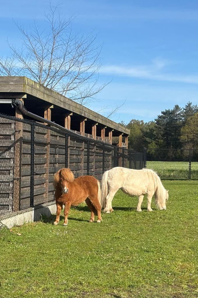Merrie jaarling, Dieren en Toebehoren, Pony's, Merrie, A pony (tot 1.17m), Gechipt, 0 tot 2 jaar