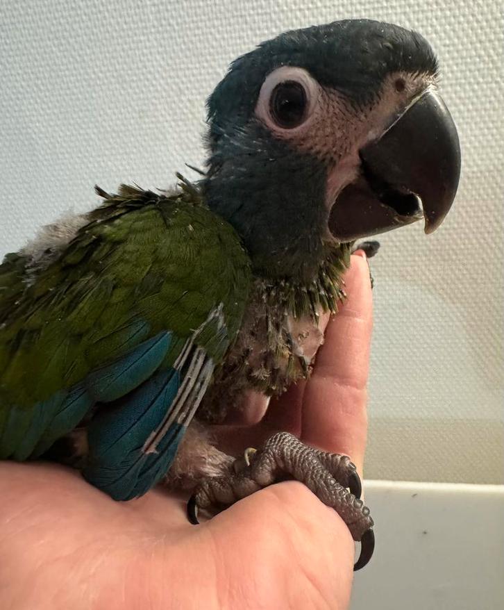 Baby dwerg ara (Couloni ara), superrrr lief, Dieren en Toebehoren, Vogels | Parkieten en Papegaaien, Papegaai, Mannelijk, Pratend