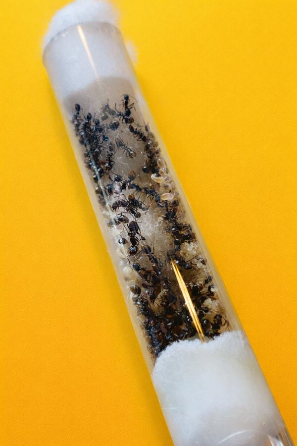 Reine Aphaenogaster gibbosa avec 20 à 50 ouvrières, Animaux & Accessoires, Insectes & Araignées, Fourmis