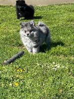 Chiots, petits-enfants ou spitz allemand, Animaux & Accessoires, Loulou, Plusieurs, Hépatite contagieuse (maladie de Rubarth)