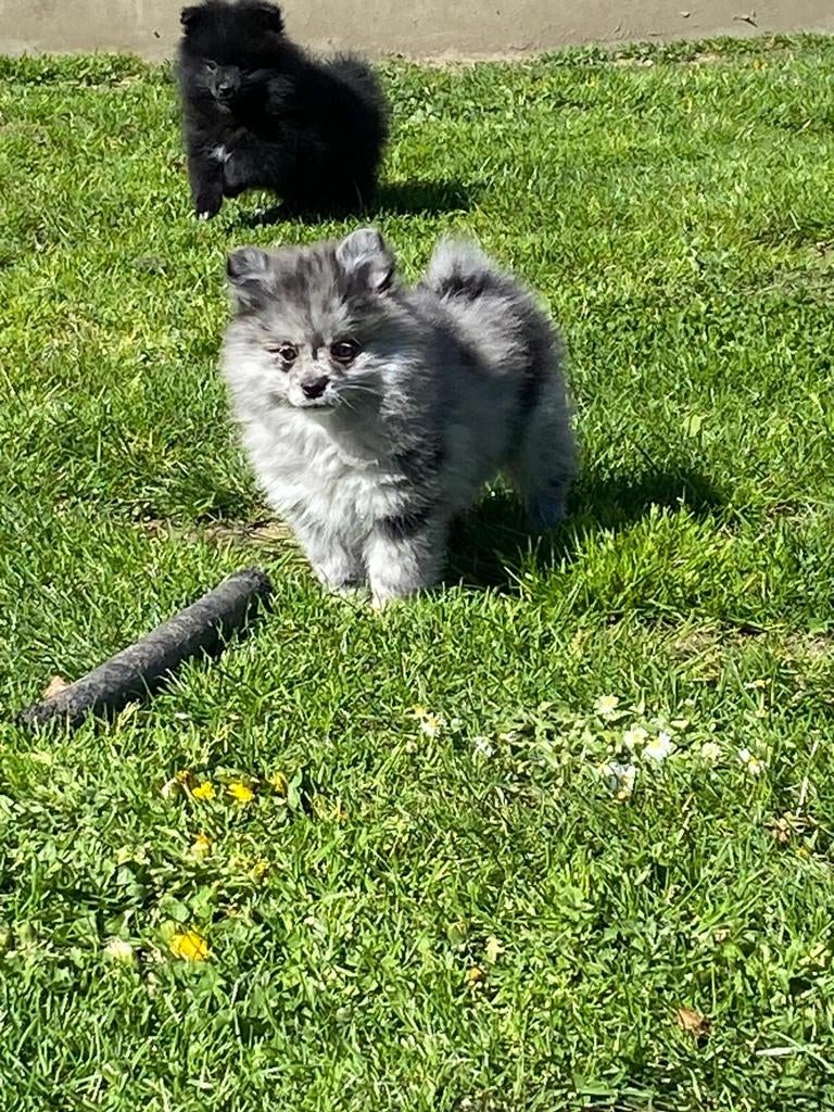 Pups kleinkees of duitse spitz, Dieren en Toebehoren, Honden | Poolhonden, Keeshonden en Oertypen, Meerdere dieren, Keeshond, Fokker | Professioneel