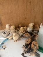 Brahma kriel, Dieren en Toebehoren, Pluimvee, Geslacht onbekend