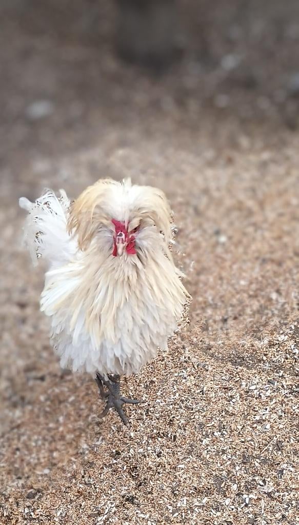Padua haan, Mâle, Poule ou poulet