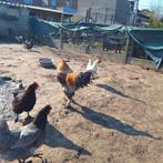 Brahma haan, Dieren en Toebehoren, Pluimvee