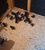 Marans kuikens, Dieren en Toebehoren, Ophalen