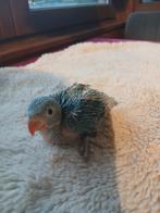 Halsbandparkiet voor handopfok, Sexe inconnu, Perruche, Domestique