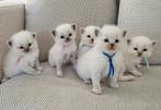 Chatons ragdoll, Plusieurs animaux, Vermifugé, 0 à 2 ans