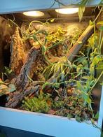 0.1 mniarogekko chahoua met custom 50x60x70 terrarium, Dieren en Toebehoren, Reptielen en Amfibieën