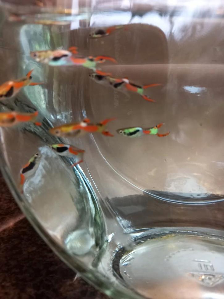 Endler Guppy, Dieren en Toebehoren, Vissen | Aquariumvissen, Zoetwatervis, Vis