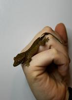Gecko à cils pour bébé, Lézard, 0 à 2 ans