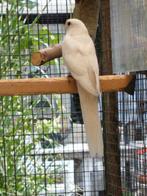Pennant Rosella wit., Dieren en Toebehoren