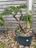 Pré bonsai, Jardin & Terrasse, Plantes | Arbres, Enlèvement