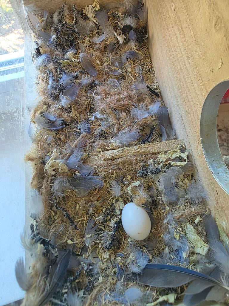 Lovebirds, Stofzuiger, Nieuw, Ophalen of Verzenden, 1600 tot 2000 watt