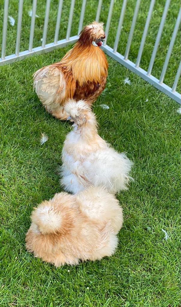 Trio usa citroenkleurigekrielzijdehoenders, Dieren en Toebehoren, Pluimvee