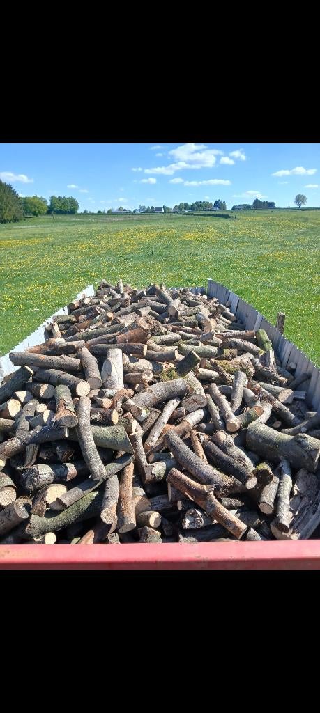 Brânches de hêtre sec, 6 m³ ou plus, Enlèvement, Hêtre, Branches