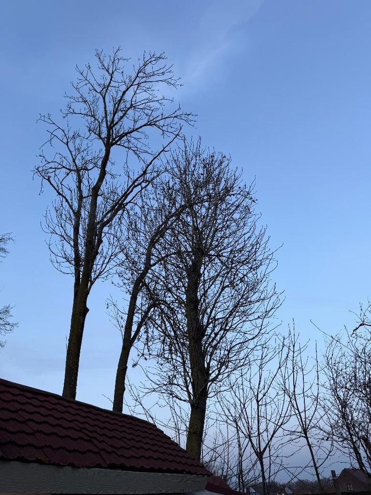 bois de chauffage, Jardin & Terrasse, Bois de chauffage, Troncs d'arbres, Chêne, 6 m³ ou plus, Enlèvement