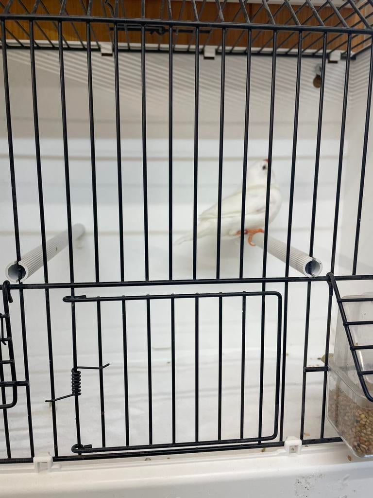 Vogels te koop, Enlèvement, Comme neuf