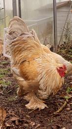 Gratis: Brahma haan, Dieren en Toebehoren, Mannelijk, Kip