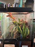 Wimpergekko en terrarium, Dieren en Toebehoren, Ophalen, Zo goed als nieuw