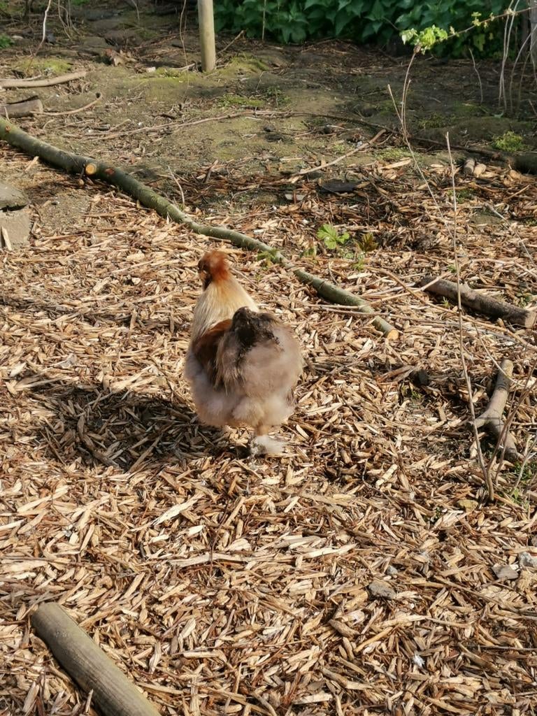 Zijdehoen haan | 1,5j oud, Dieren en Toebehoren, Pluimvee