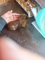 Donker bruine cavia zeugje, Dieren en Toebehoren, Vrouwelijk, Tam, Maart, Cavia