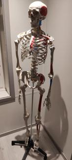 Anatomisch skelet, Diversen, Ophalen