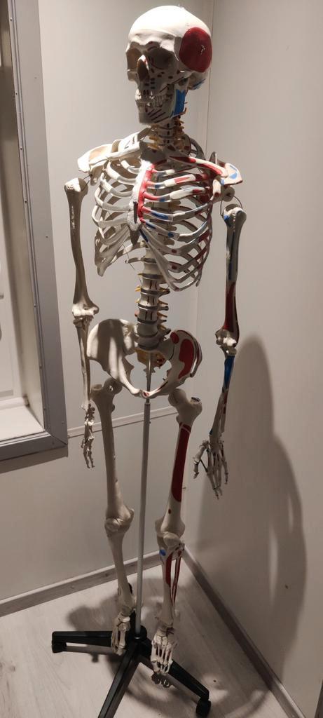 Anatomisch skelet, Diversen, Schoolbenodigdheden, Ophalen