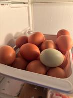 Verse bio eien, 4€ voor 10, Dieren en Toebehoren, Ophalen, Zo goed als nieuw