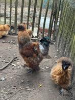 Haantje zijdehoender, Dieren en Toebehoren, Pluimvee, Mannelijk, Kip