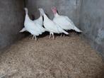 Midget White kalkoenen 3hen /1haan