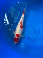 Japanse koi te koop, Dieren en Toebehoren