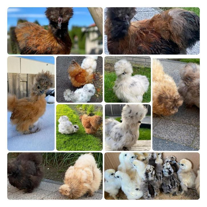 Kuikentjes USA Zijdehoen broedeieren kip kuikens, Dieren en Toebehoren, Pluimvee | Toebehoren, Broedmachine, Ophalen of Verzenden