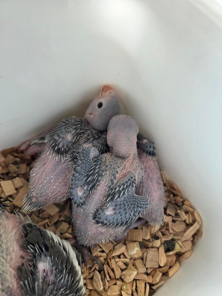 Perruche à collier eam, Animaux & Accessoires, Perruche