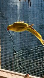 Halsbandparkieten, Bagué