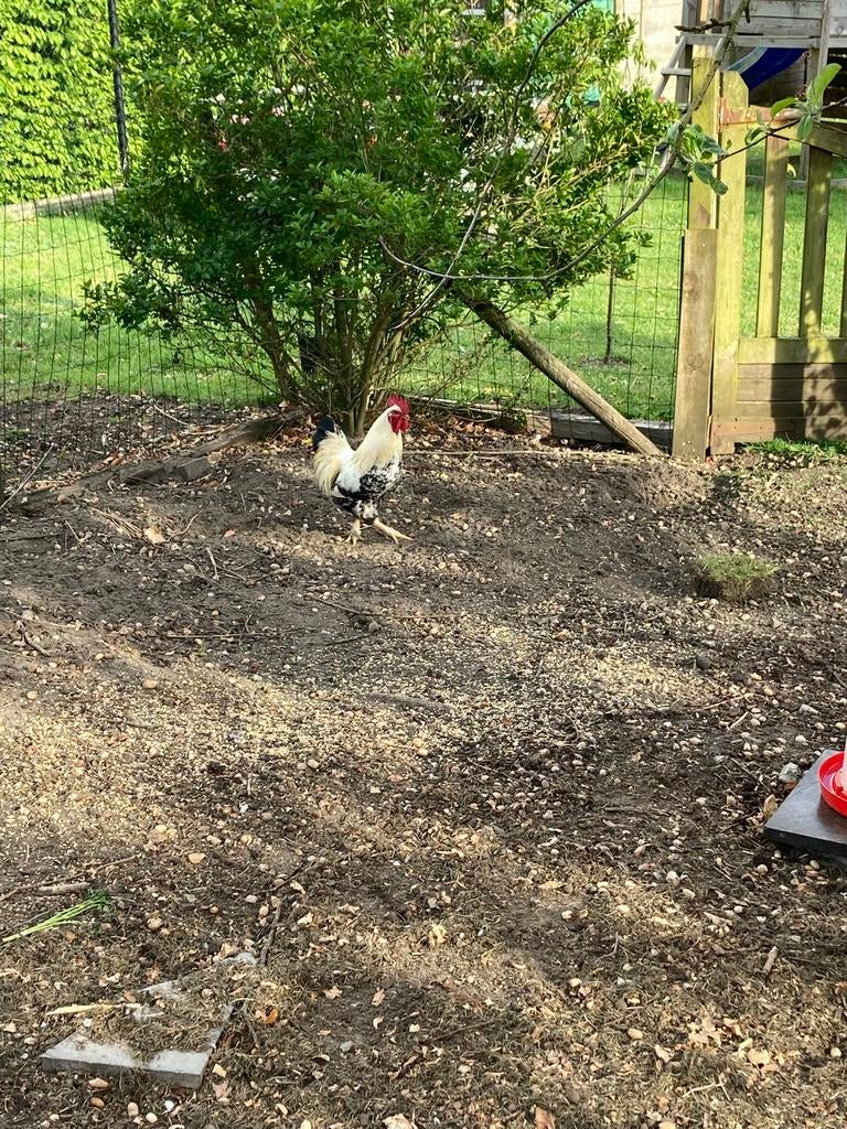 2 jonge haantjes 6maanden oud., Animaux & Accessoires, Volatiles, Poule ou poulet