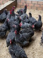 Mechelse koekoek en sierkippen