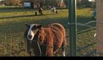Schapen bok te koop, Dieren en Toebehoren