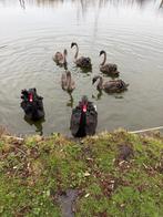 Zwarte zwanen, Dieren en Toebehoren