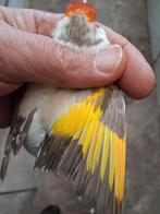 Surplus distelvinken, Mâle, Oiseau chanteur sauvage, Domestique