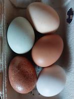 Lekkere verse scharreleieren in verschillende kleuren, Diversen, Levensmiddelen, Ophalen