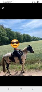 Halve stal/verzorgpaard, Dieren en Toebehoren, Ophalen