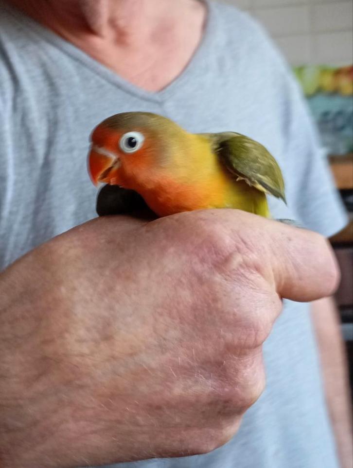 Handtamme fisheries, Animaux & Accessoires, Oiseaux | Perruches & Perroquets